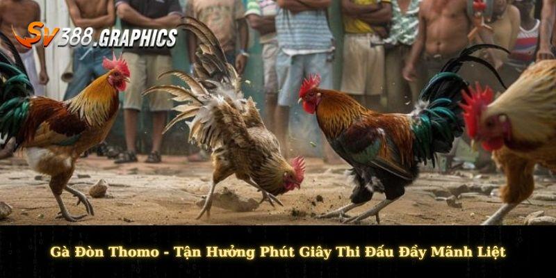 Gà Đòn Thomo - Tận Hưởng Phút Giây Thi Đấu Đầy Mãnh Liệt Gà Đòn Thomo - Tận Hưởng Phút Giây Thi Đấu Đầy Mãnh Liệt