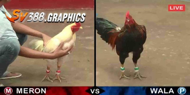 Lịch Đá Gà SV388 - Cập Nhật Mới Nhất & Cách Theo Dõi Dễ Dàng Hướng dẫn newbie xem lịch chọi gà