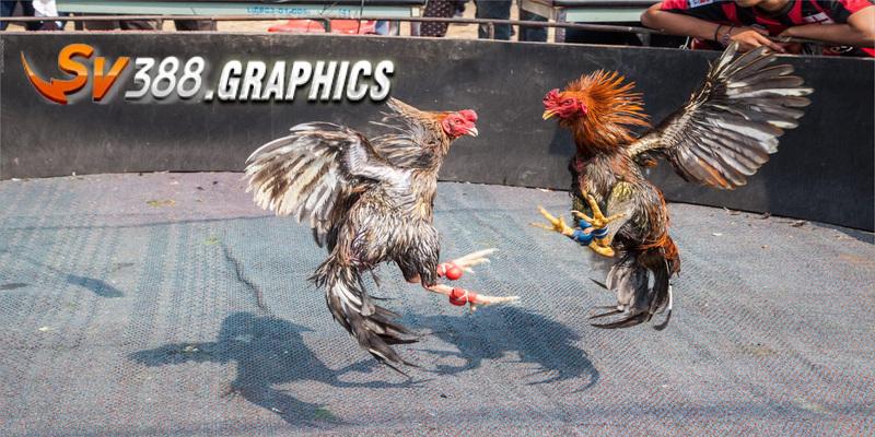 Lịch Đá Gà SV388 - Cập Nhật Mới Nhất & Cách Theo Dõi Dễ Dàng Sơ lược lịch đá gà SV388