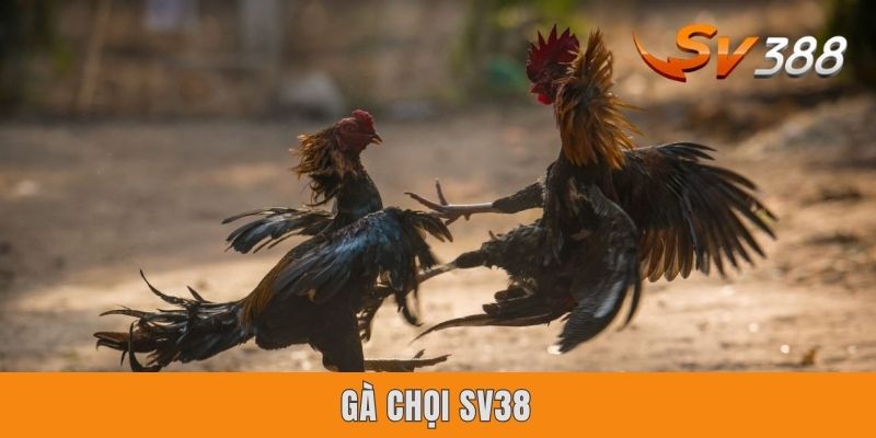 Gà Chọi SV388 - Thiên Đường Giải Trí Đỉnh Cao Nhất Năm 2025