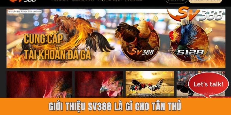 SV388 Là Gì? Khám Phá Thánh Địa Đá Gà Trực Tuyến Đỉnh Cao Giới thiệu SV388 là gì cho tân thủ
