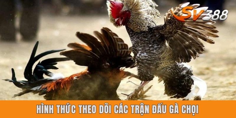 Gà Chọi SV388 - Thiên Đường Giải Trí Đỉnh Cao Nhất Năm 2025 Hình thức theo dõi các trận đấu gà chọi