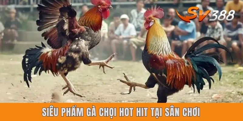 Gà Chọi SV388 - Thiên Đường Giải Trí Đỉnh Cao Nhất Năm 2025 Siêu phẩm gà chọi hot hit tại sân chơi
