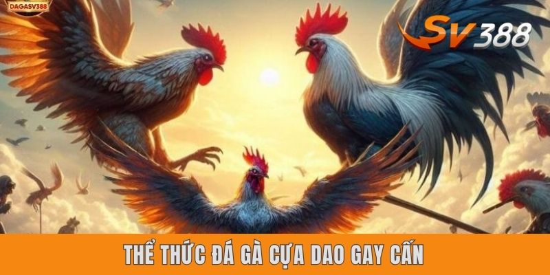 Đá Gà Trực Tiếp Sv388 | Giới Thiệu 3 Thể Thức Ưa Chuộng Nhất Thể thức đá gà cựa dao gay cấn