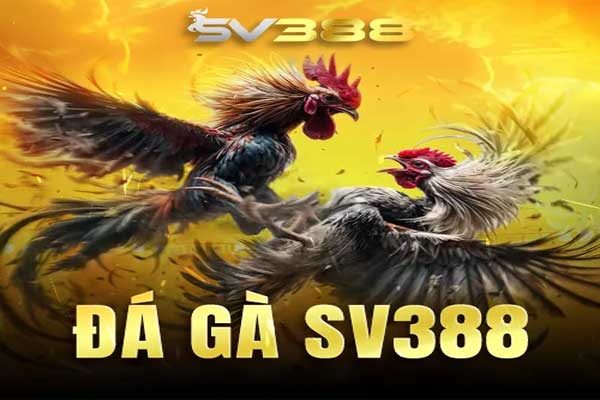 đá gà sv388