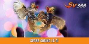 Sv388 Casino Là Gì? Sân chơi Chọi Gà Online Đỉnh Cao 2025