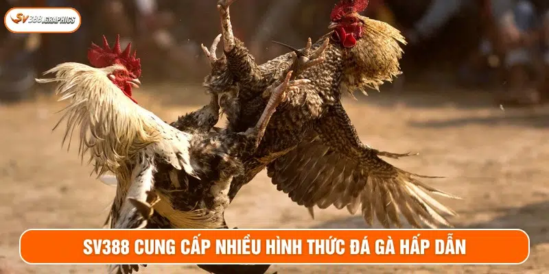 Có nhiều hình thức đá gà cho bạn theo dõi