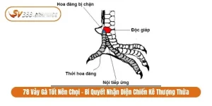 78 vảy gà tốt nên chọi