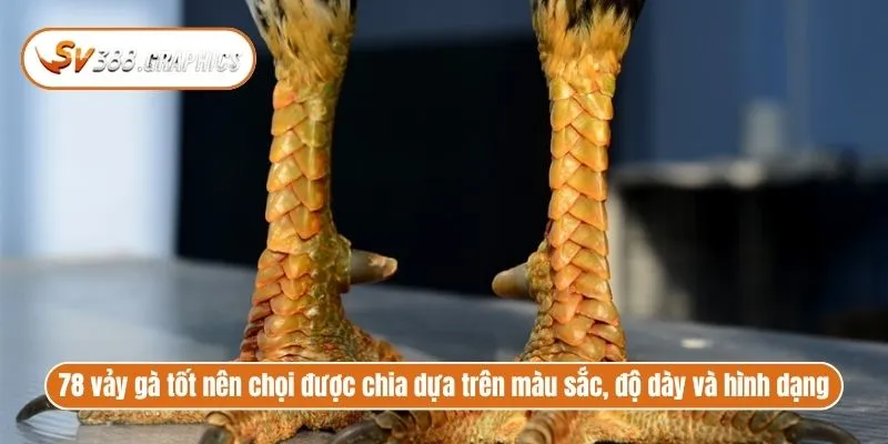 78 vảy gà tốt nên chọi được chia dựa trên màu sắc, độ dày và hình dạng 