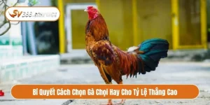 Cách chọn gà chọi hay