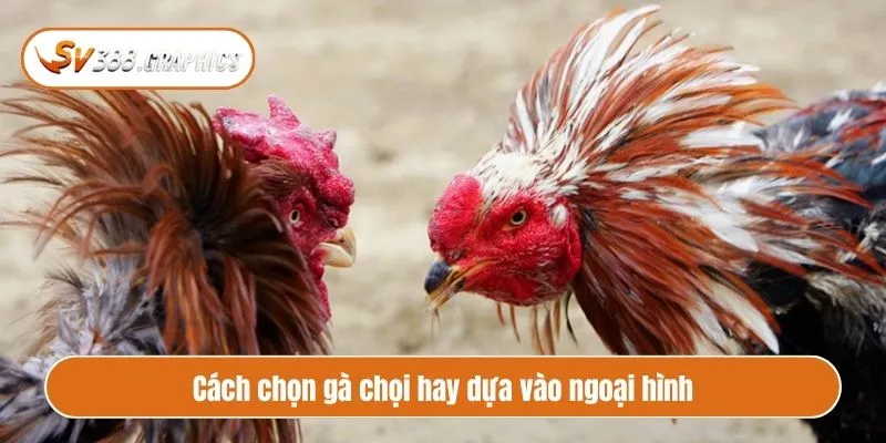 Cách chọn gà chọi hay dựa vào ngoại hình