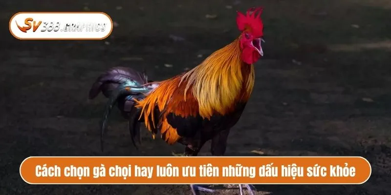 Cách chọn gà chọi hay luôn ưu tiên những dấu hiệu sức khỏe