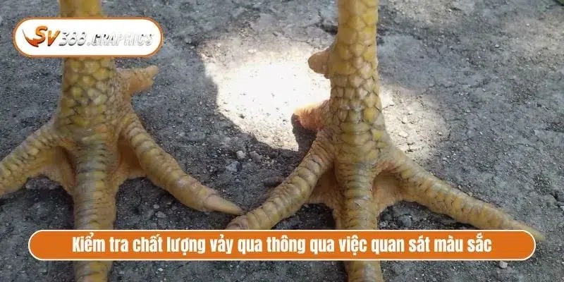 Kiểm tra chất lượng vảy qua thông qua việc quan sát màu sắc dưới ánh sáng