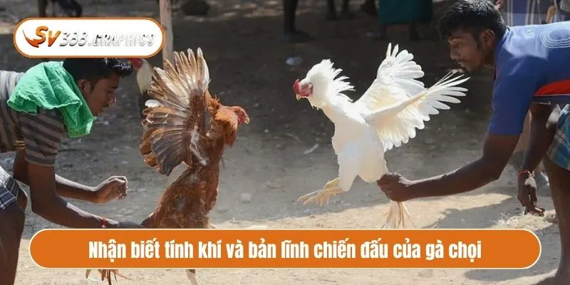 Nhận biết tính khí và bản lĩnh chiến đấu của gà chọi
