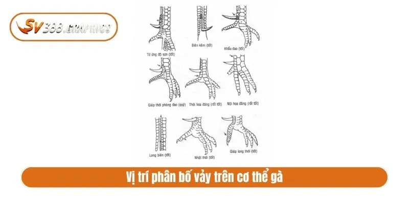Vị trí phân bố vảy trên cơ thể gà